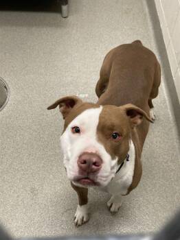 Boxer and Mixed Breed Dogs Available for Adoption - FOLK | PetCurious