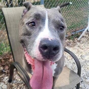 Pit Bull Terrier Dogs Available for Adoption in Stafford Township, New Jersey - Aires  | PetCurious