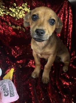 Terrier and Mixed Breed Dogs Available for Adoption - Kerry | PetCurious