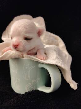 Lina -  Maltese Dog for Sale in Buena Park, California - Lina | PetCurious