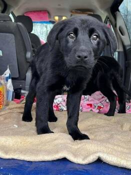 Labrador Retriever Dogs Available for Adoption - Colemanee / Fergie | PetCurious