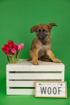 Shepherd Dogs Available for Adoption in Brighton, Colorado - 305-26 | PetCurious