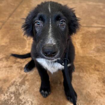 Chewy -  Mixed Breed Dog for Adoption in Riverwoods, Illinois - Chewy | PetCurious