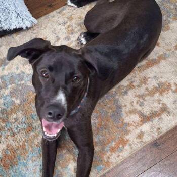 Rescue Black Labrador Retriever and Mixed Breed Dogs for Adoption in Austin, Texas - Misty AK | PetCurious