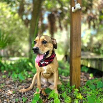 Bolt -  Mixed Breed Dog for Adoption in Port Charlotte, Florida - Bolt | PetCurious
