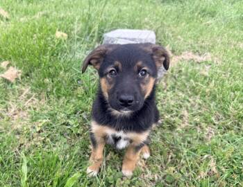 Beauceron Dogs Available for Adoption in Columbia, Maryland - Archie | PetCurious