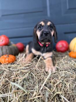 Crow -  Black And Tan Coonhound and Labrador Retriever Dog for Adoption in Dysart, Iowa - Crow | PetCurious