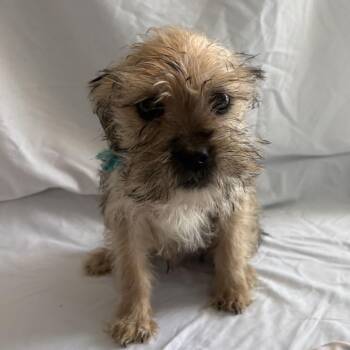 Tate -  Mixed Breed Dog for Adoption in Canal Winchester, Ohio - Tate | PetCurious