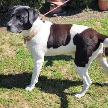 Rescue American Staffordshire Terrier Dogs for Adoption in Orangeburg, South Carolina - Brody | PetCurious