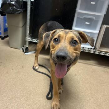 Clementine -  Mixed Breed Dog for Adoption in Chattanooga, Tennessee - Clementine | PetCurious