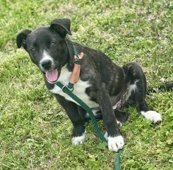 Mixed Breed Dogs Available for Adoption - Willow | PetCurious