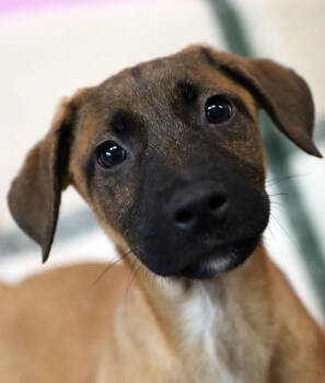 Rescue Belgian Shepherd Malinois and German Shepherd Dog Dogs for Adoption in Kansas City, Missouri - Bee | PetCurious