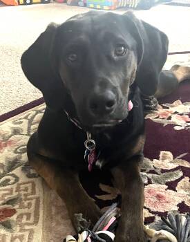Labrador Retriever and Hound Dogs Available for Adoption - Nyla-(2025 N2 Litter) Is Available For Adoption!  | PetCurious