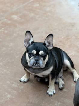 Josephine -  French Bulldog Dog for Adoption in North Freedom, Wisconsin - Josephine | PetCurious