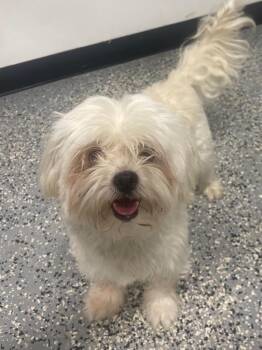 Rocky II -  Maltese Dog for Adoption in Kemp, Texas - Rocky II | PetCurious