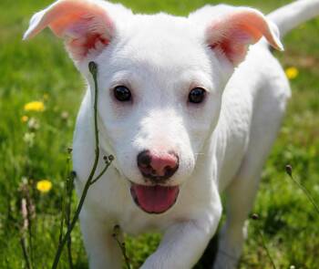 Junco (Little Bird litter) -  Pit Bull Terrier Dog for Adoption in Silvana, Washington - Junco (Little Bird Litter) | PetCurious