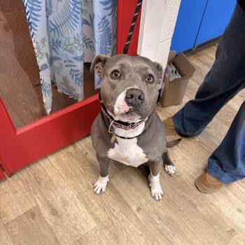 Pit Bull Terrier Dogs Available for Adoption - Envy - RTO | PetCurious