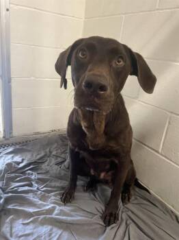 Rescue Labrador Retriever Dogs for Adoption in Rosenberg, Texas - NUTELLA | PetCurious