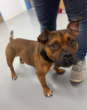 English Bulldog and Bull Terrier Dogs Available for Adoption in Hartsville, South Carolina - Weezer | PetCurious