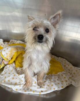 Maltese and Silky Terrier Dogs Available for Adoption in Pomona, New York - Fifi | PetCurious