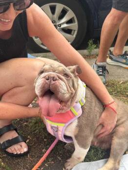 Lucy -  English Bulldog Dog for Adoption in Chicago, Illinois - Lucy | PetCurious