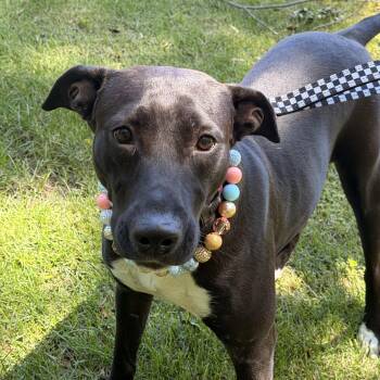 Emery -  Greyhound and American Staffordshire Terrier Dog for Adoption in Houston, Texas - Emery | PetCurious
