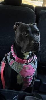 Rescue Pit Bull Terrier Dogs for Adoption in Littleton, Colorado - Libby | PetCurious