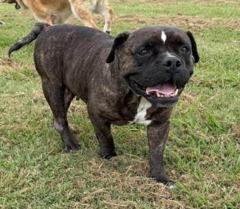 Bertha -  Staffordshire Bull Terrier Dog for Adoption in Farmersville, Texas - Bertha | PetCurious