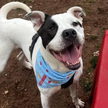 Pit Bull Terrier and Mixed Breed Dogs Available for Adoption in Roanoke, Virginia - Ziggy | PetCurious