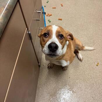 Crash -  Mixed Breed Dog for Adoption in Bristol, Indiana - Crash | PetCurious