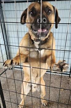 Mixed Breed Dogs Available for Adoption in Mobile, Alabama - Horace (sugar Bear) | PetCurious