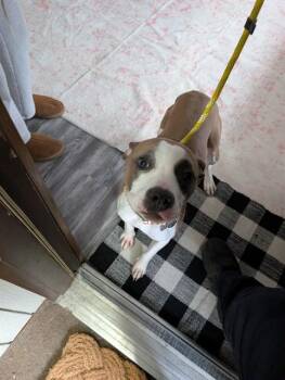 Pit Bull Terrier Dogs Available for Adoption - Myla | PetCurious