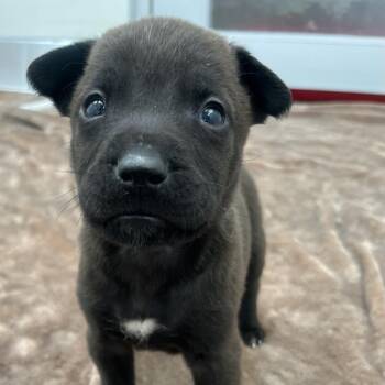Chaca -  Rottweiler and Mixed Breed Dog for Adoption in Murray, Utah - Chaca | PetCurious