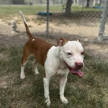 Rescue Pit Bull Terrier and Mixed Breed Dogs for Adoption in Conroe, Texas - SPOTT | PetCurious