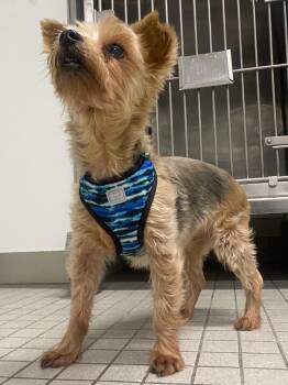 Figgy -  Yorkshire Terrier Dog for Adoption in Fall River, Massachusetts - Figgy | PetCurious