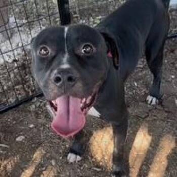 Gentleman Scholar -  American Staffordshire Terrier and Black Labrador Retriever Dog for Adoption in Austin, Texas - Gentleman Scholar | PetCurious