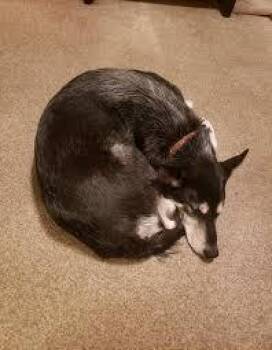 Rescue German Shepherd Dog and Husky Dogs for Adoption in Sainte-Marguerite-du-Lac-Masson, Quebec - Artémis | PetCurious