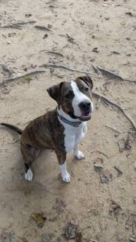 Rescue Mixed Breed Dogs for Adoption in Reisterstown, Maryland - Huffy | PetCurious