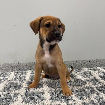 Terrier and Mixed Breed Dogs Available for Adoption in Dayton, Ohio - Linguine | PetCurious