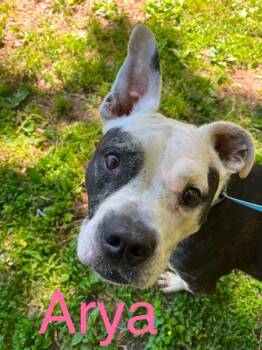 Arya -  Mixed Breed and Pit Bull Terrier Dog for Adoption in Princeton, Indiana - Arya | PetCurious
