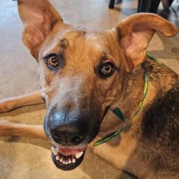 Chance -  German Shepherd Dog Dog for Adoption in Krum, Texas - Chance | PetCurious