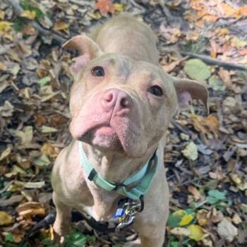 Sweet Tart -  Pit Bull Terrier Dog for Adoption in Chicago, Illinois - Sweet Tart | PetCurious
