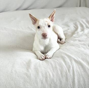 Wonderful Clark -  Chihuahua and Australian Cattle Dog Blue Heeler Dog for Adoption in Burlington, North Carolina - Wonderful Clark | PetCurious