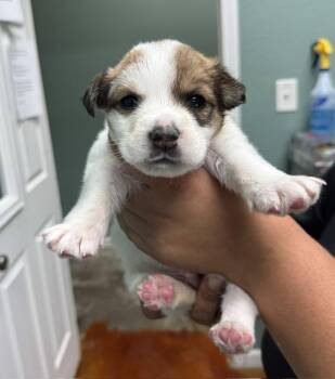 Sprout- Ready end of July- apply now for this adorable cutie -  Beagle and Husky Dog for Adoption in Conway, South Carolina - Sprout- Ready End Of July- Apply Now For This Adorable Cutie | PetCurious