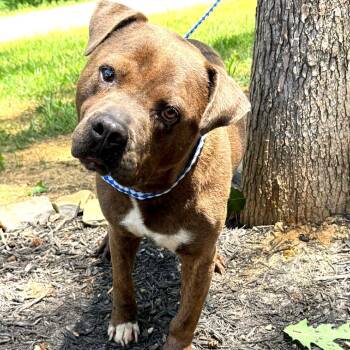 Harry -  Pit Bull Terrier Dog for Adoption in Evensville, Tennessee - Harry | PetCurious