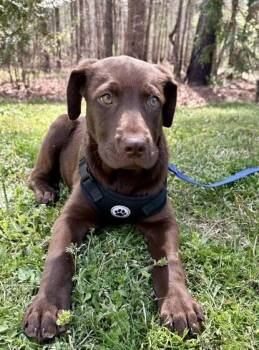 Labrador Retriever Dogs Available for Adoption - Babe Harold | PetCurious