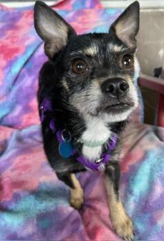 Monkey -  Miniature Pinscher and Chihuahua Dog for Adoption in Memphis, Tennessee - Monkey | PetCurious