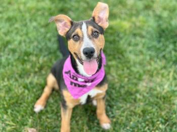 Cattle Dog Dogs Available for Adoption - Kaleidoscope | PetCurious