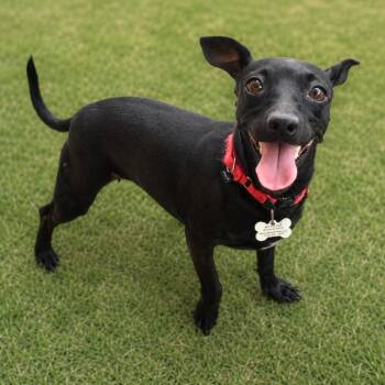 Chihuahua Dogs Available for Adoption in St. Petersburg, Florida - Sabrina | PetCurious