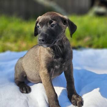 Labrador Retriever Dogs Available for Adoption - Kyla | PetCurious
